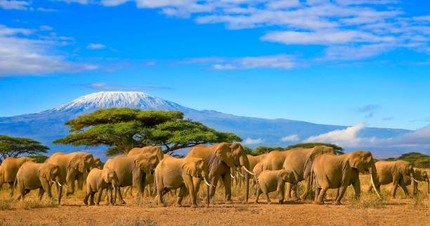 6-Day Mount Kilimanjaro Trekking via Machame Route