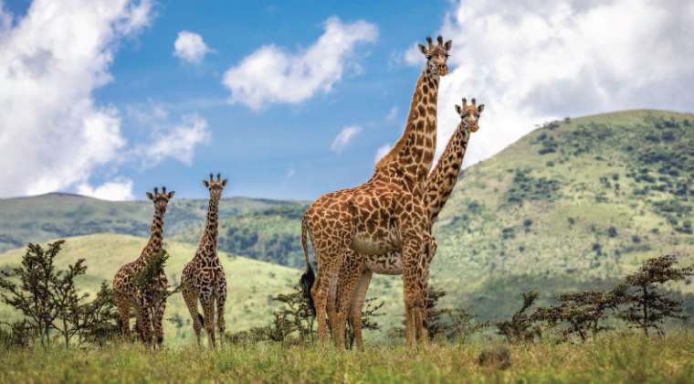 3-Day Serengeti Scenic Wild Wonders Private Safari