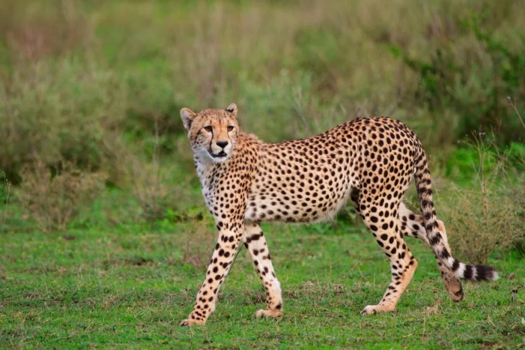 East-African-Cheetah