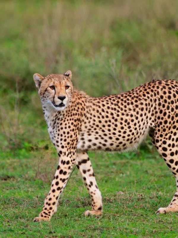 East-African-Cheetah
