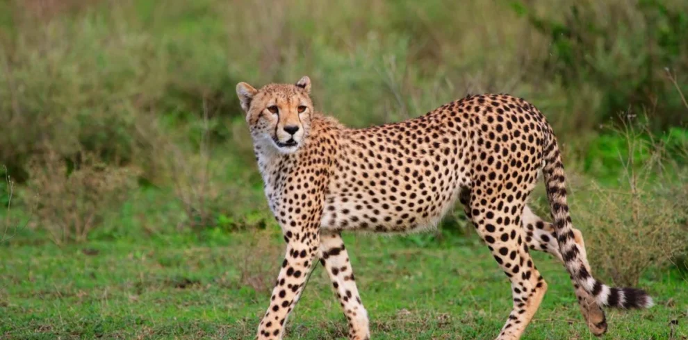 East-African-Cheetah