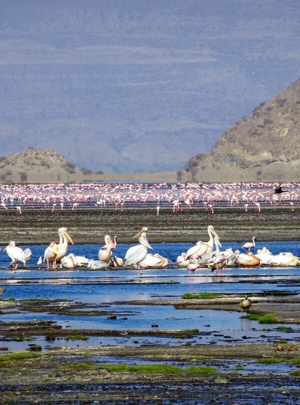africa-safari-lake-natron