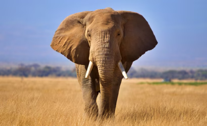 wild serenity safaris