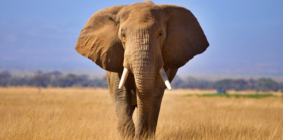 wild serenity safaris