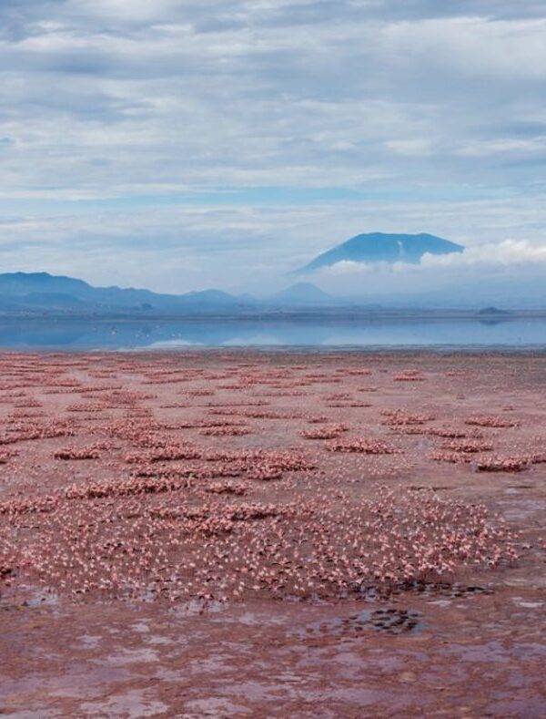 flamingos-on-Lake-Natron-1-1024×673-1