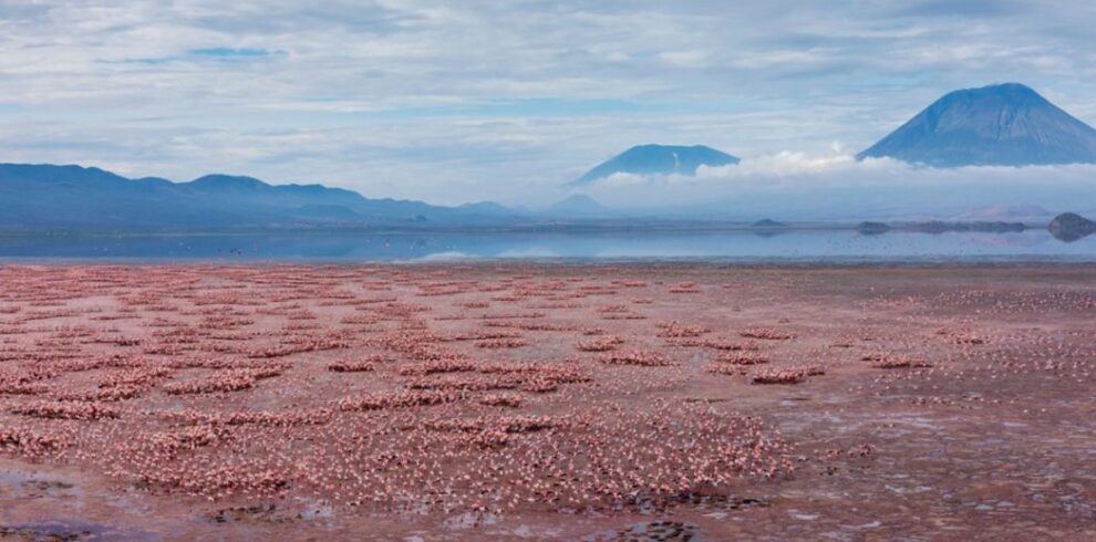 flamingos-on-Lake-Natron-1-1024×673-1