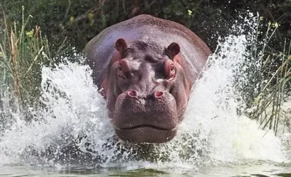 wild serenity safaris