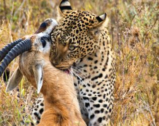 Wild Serenity Safaris