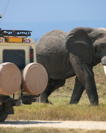 Wild Serenity Safaris