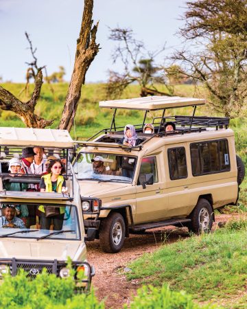 Wild Serenity Safaris